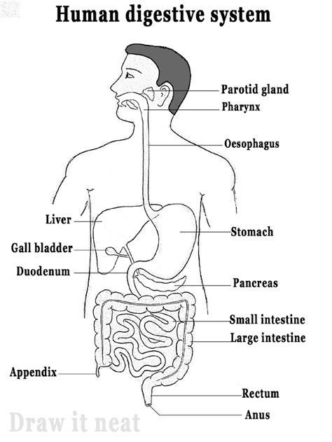 Digestive System Labeled Diagram
