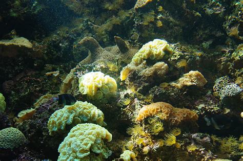 Corals Algae Water Underwater World Hd Wallpaper Peakpx