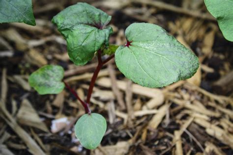 Treating A Sick Okra Seedling What To Do When Okra Seedlings Are