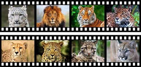 They tend to the playful and lively side for felines, but. Predators under threat! International Film Festival for ...