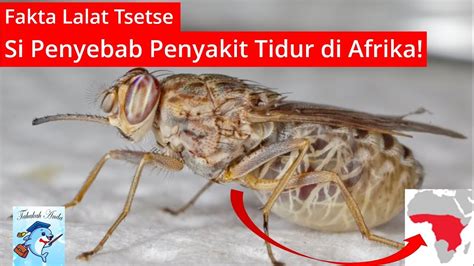 Lalat Tsetse Si Penyebab Penyakit Tidur Di Afrika Youtube