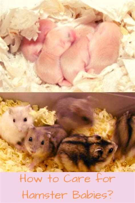 How To Tell If A Hamster Is Pregnant Petsium