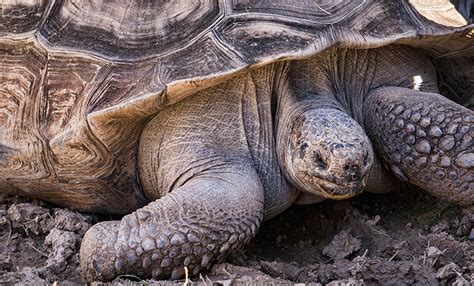 See Rare And Exotic Animals At Wildlife World Zoo Phoenix