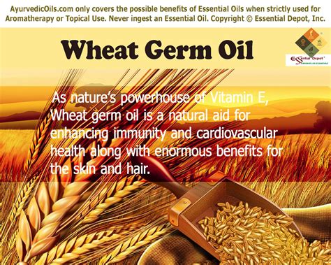 Health Benefits Of Wheat Germ Oil Essential Oil