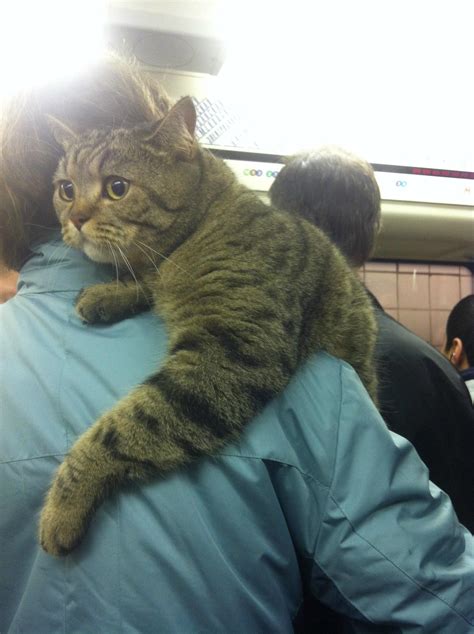 Literally Just 19 Very Large Cats