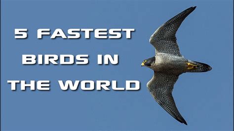 Fastest Bird Diving Speed Memugaa