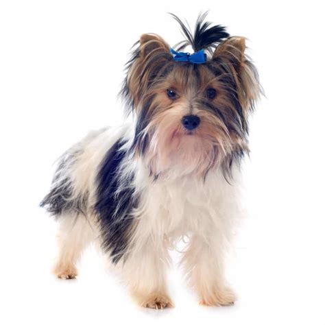 Learn All About The New 2021 Akc Recognized Breed Biewer Terrier The