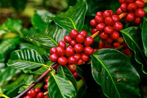 Coffee Plant Hd Wallpapers Background Images