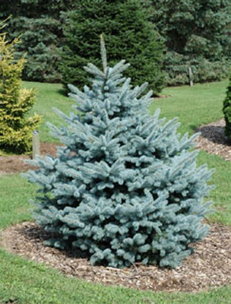 Picea Pungens Glauca Fat Albert Pyramidal Colorado Blue Spruce