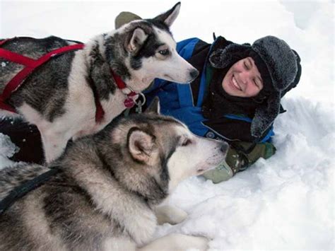 Photos Of Discover Dog Sledding In Lapland