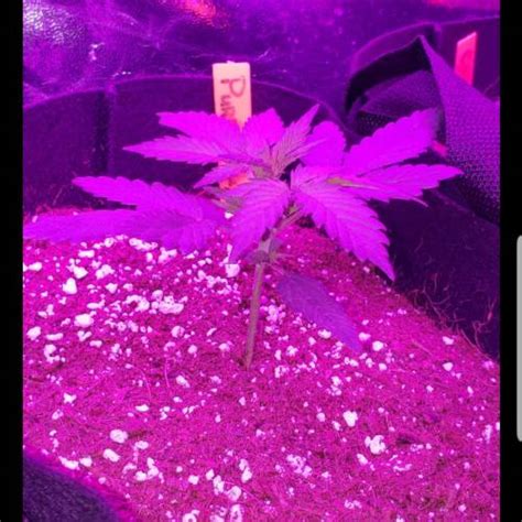 Custom Breeder And Strain Purple Kush Grow Journal By Drlupi Growdiaries