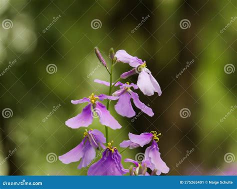 A Cluster Of Purple Wildflowers Are Blooming In The Garden Stock Image