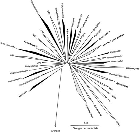 An Evolutionary Distance Tree Of The Bacterial Domain Containing Known