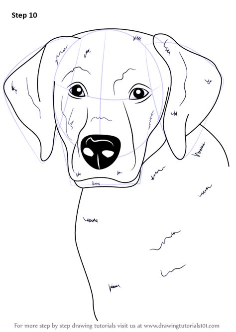 Draw his paws with a series of four rounded triangular shapes on the left and to the right side of his face. Learn How to Draw a Labrador Face (Farm Animals) Step by ...
