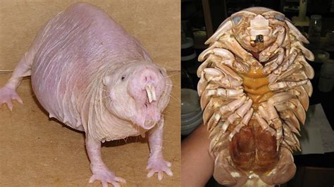 50 Strangest Animals On Earth That You Probably Dont Know Of 36