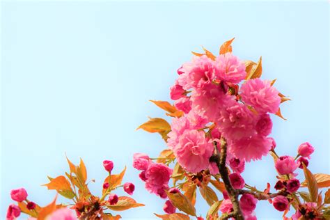 Fotos Gratis Flores Primavera Vistoso Naturaleza Hermosa Cereza