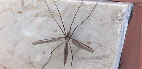 Worlds Largest Mosquito Found In China Tourism News Live