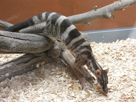Owstons Palm Civet Zoochat