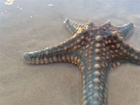Australian Starfish Sea Star Starfish Picture Perfect