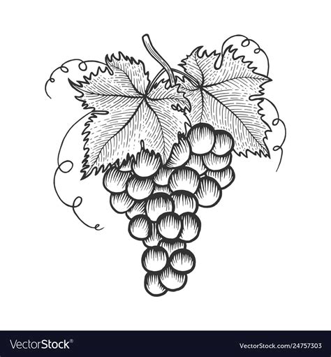 Grapes With Leaves Sketch Engraving Royalty Free Vector