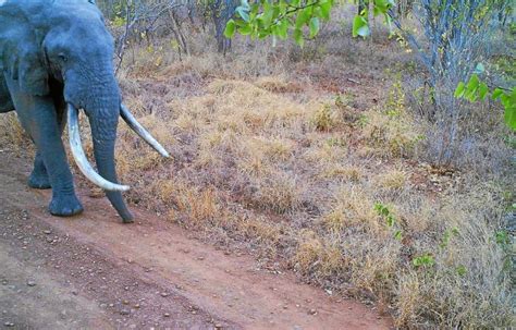 Доступны к заказу винтовки по наличию и под заказ. Poachers set sights on Kruger ivory - The Mail & Guardian