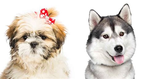 Everything You Need To Know About The Shih Tzu Husky Mix