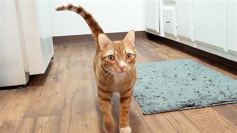 You know how to tell if your dog loves you, but do you know how to tell your dog you love them? How Cats Say "I Love You" - YouTube