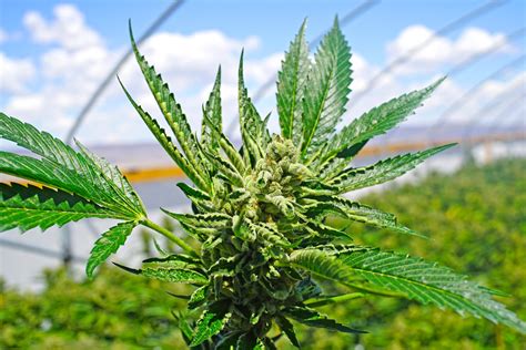 Marijuana plant with early white flowers, cannabis sativa leaves, marihuana. This Small-Cap Marijuana Stock Is Aiming to Produce 65,000 ...