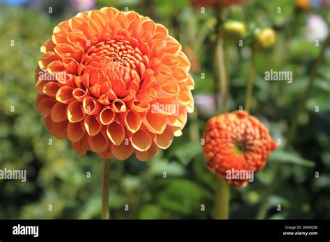 Orange Dahlia Flower Blooming In Garden During Summer Closeup Stock