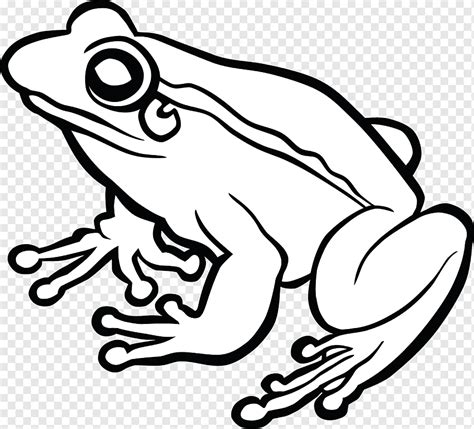 Frog Line Art Drawing Amphibian White Animals Monochrome Png Pngwing
