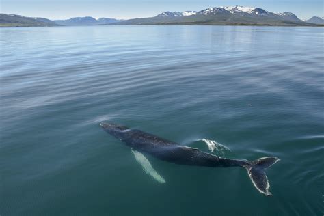 Akureyri Whale Watching Tour In The Midnight Sun Musement