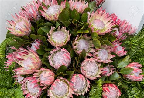King Protea Or Protea Cynaroides The National Flower Of South Africa