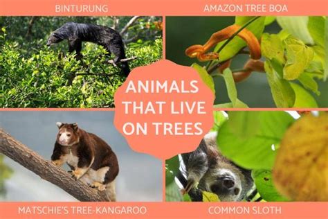 The Incredible Adaptability Of Animals That Live On Trees A