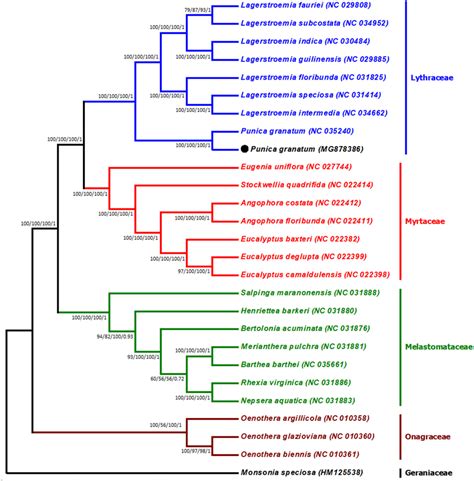 Phylogenetic Trees Constructed For 27 Species From The Order Myrtales