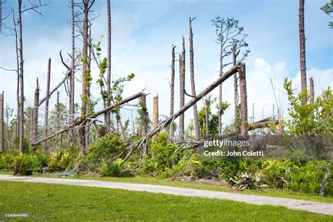 Hurricane Damage Pine Trees Snapped In Half From Wind Gusts High Res