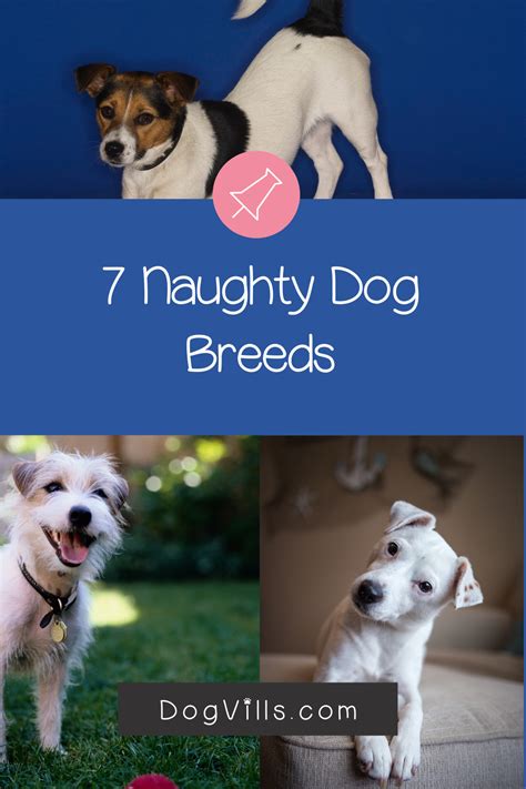 Pin On Dog Breeds