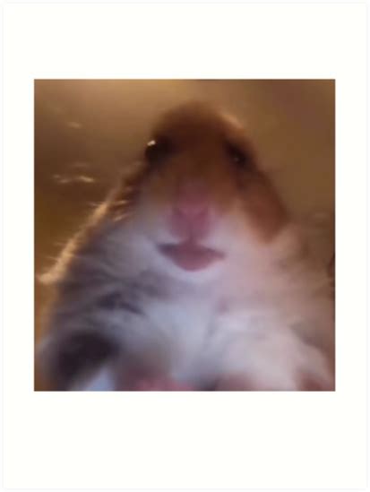Hamster Staring Into Camera Meme
