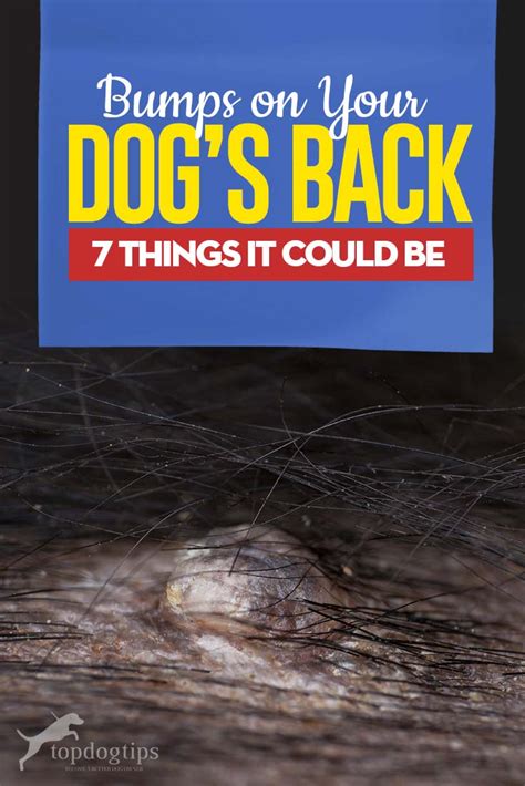 Bumps On A Dogs Back 7 Things It Could Be And What To Do Top Dog