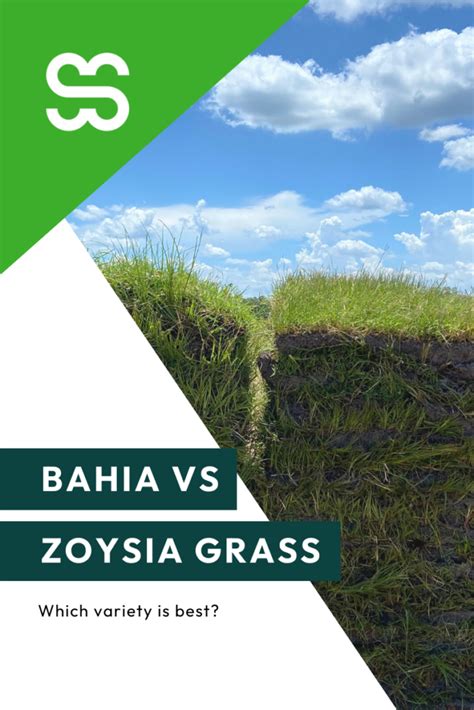 Which Sod Is Better Bahia Vs Zoysia Grass Smart Sod