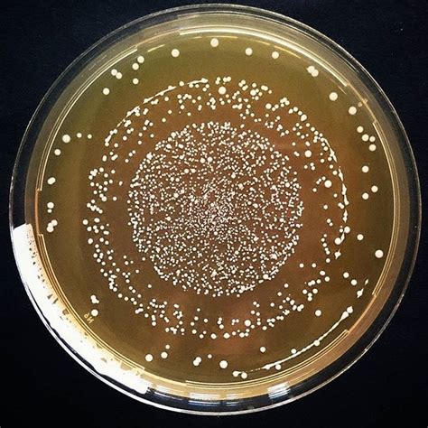 Lactobacillus On MRS Agar With Easy Spiral Method 3 Dilutions On