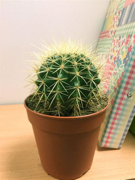 1 Large Mature Cacti Cactus Succulent Office Indoor Garden Plant 12cm