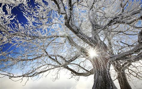 Winter Tree Wallpapers Top Free Winter Tree Backgrounds Wallpaperaccess