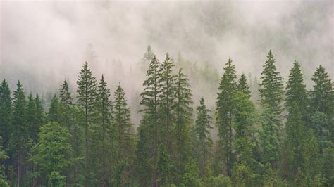 Wallpaper Id An Evergreen Forest Under A Dense Fog And Overcast Sky Foggy Woodlands