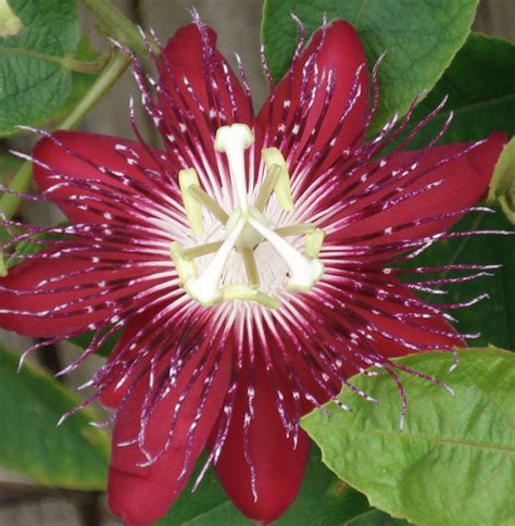 Red Passion Flower Passion Flower Outdoor Rooms Amazing Flowers