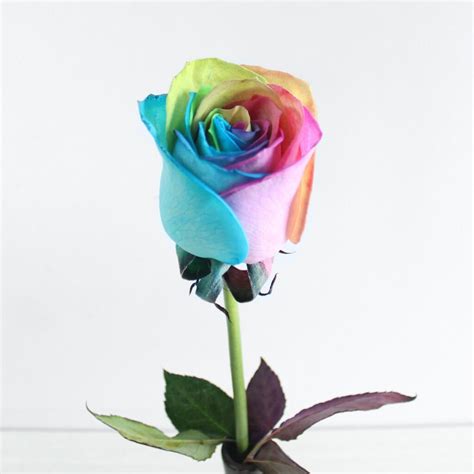 Rainbow Rose Single Rose Limited Edition Jardin Caribe Flowershop