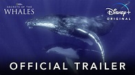 Secrets of the Whales | Official Trailer | Disney+ - YouTube
