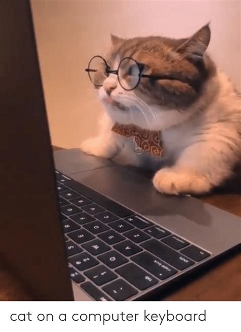 Cat On A Computer Keyboard Computer Meme On Meme