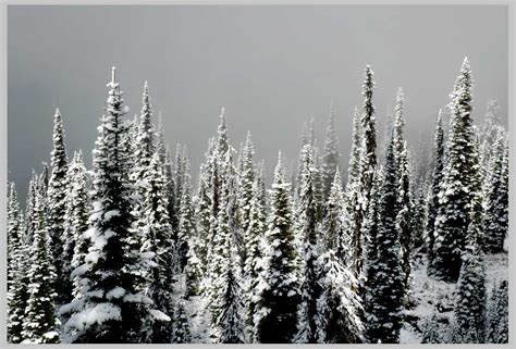 Pp Photoweek Alpine Forest New Snow Ix242007