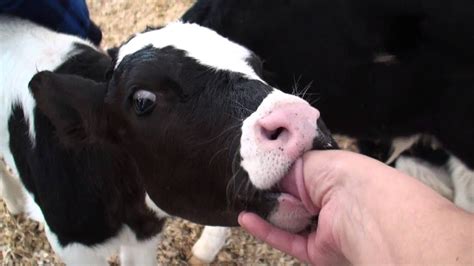 Thumb Sucking Calf Youtube
