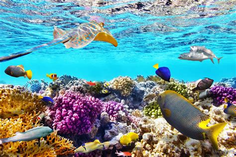 Great Barrier Reef Wallpapers Top Free Great Barrier Reef Backgrounds